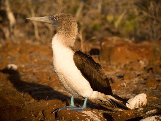 Bluefooted Booby North Seymou