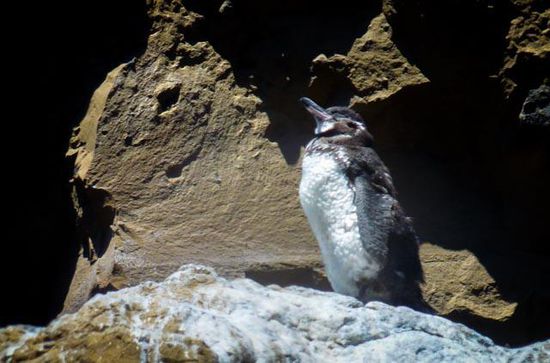Galapagos Pinguin