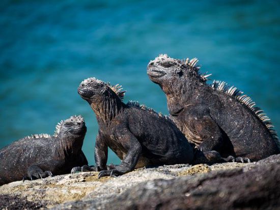 Sea Iguana Insel Fernandina