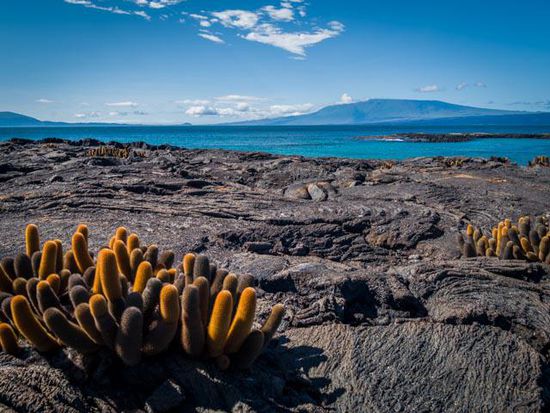 Insel Fernandina