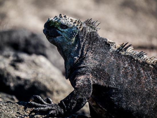 Sea Iguana Insel Fernandina