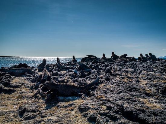 Sea Iguana Insel Fernandina
