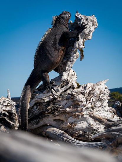 Sea Iguana Insel Fernandina