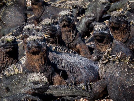 Sea Iguana Insel Fernandina
