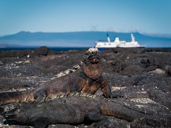 Sea Iguana Insel Fernandina