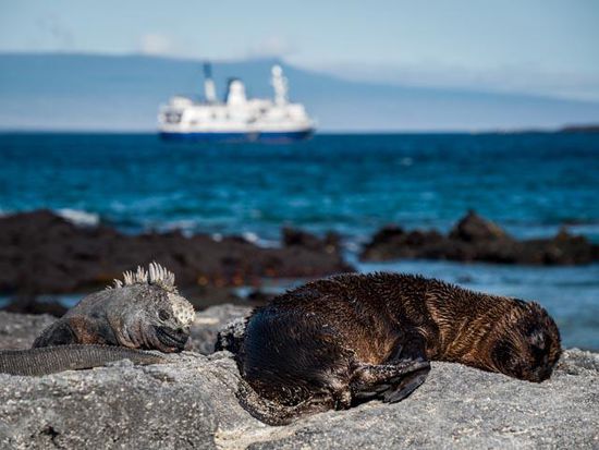 Sea Iguana mit Seehund Insel Fernandina