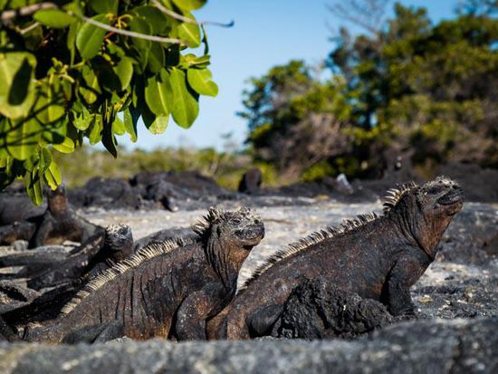 Sea Iguana mit Seehund Insel Fernandina