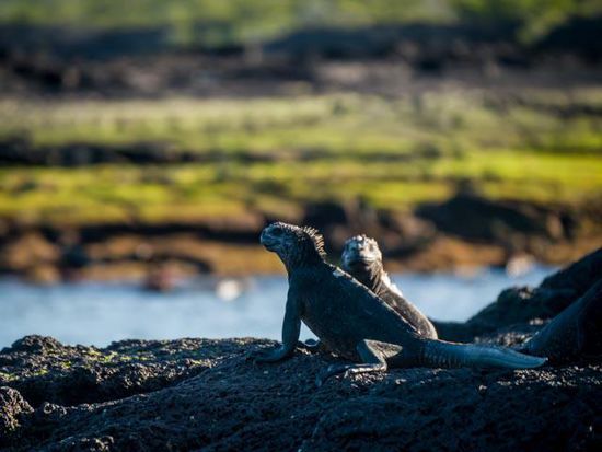 Sea Iguana Insel Fernandina