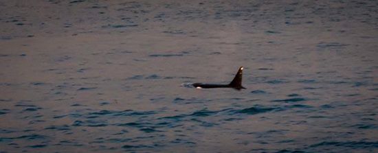 Orca