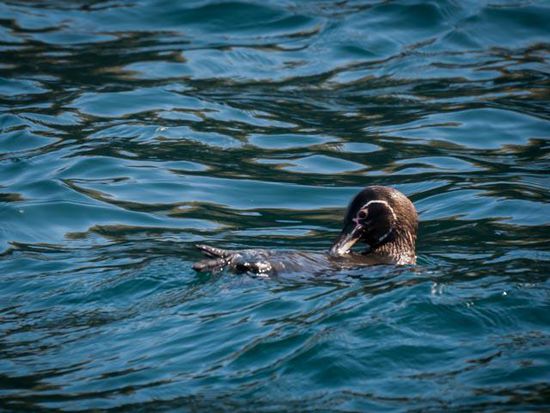 Galapagos Pinguin Insel Isabela
