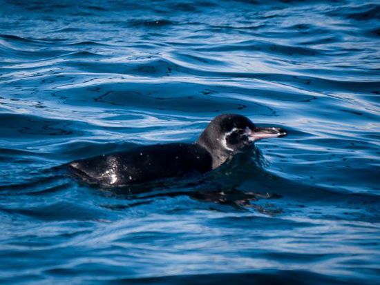 Galapagos Pinguin Insel Isabela