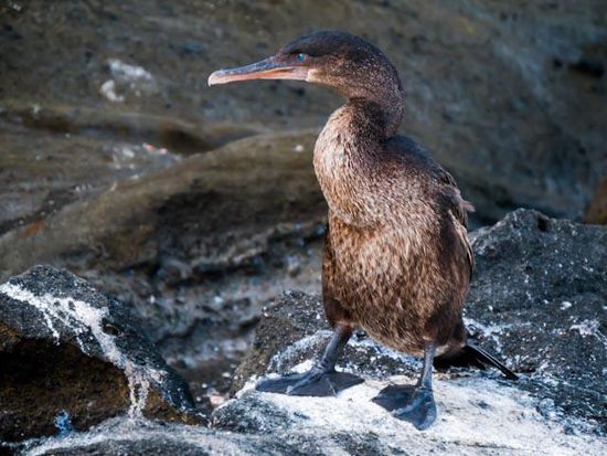 Kormoran Insel Isabela