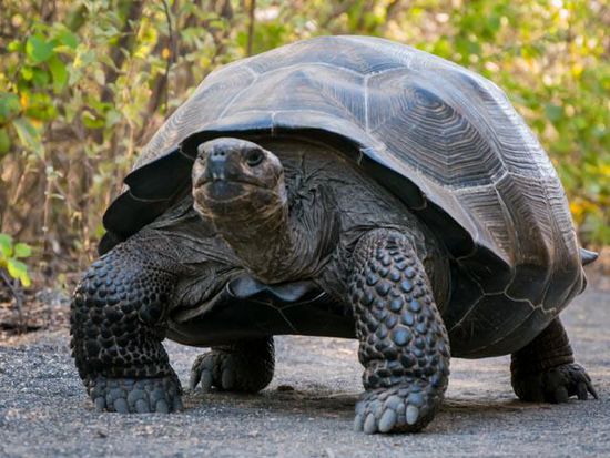 Galapagos Schildkröte Insel Isabela