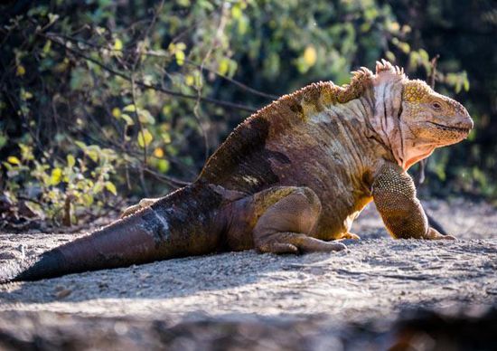 Land Iguana Insel Isabela