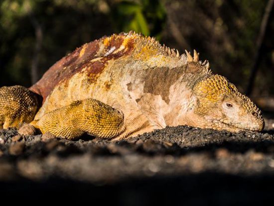 Land Iguana Insel Isabela