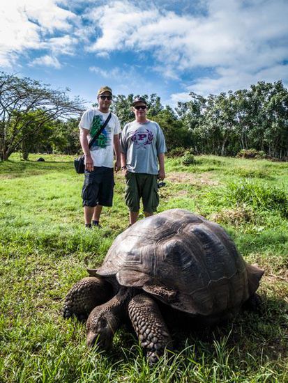 Galapagos Riesenschildkröte Insel Santa Cruz
