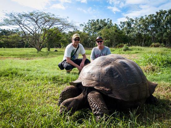 Galapagos Riesenschildkröte Insel Santa Cruz