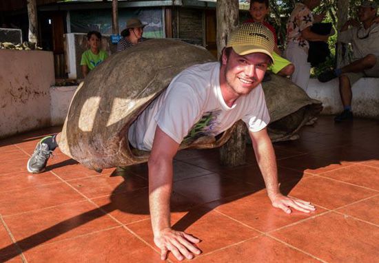 Galapagos Riesenschildkröte Insel Santa Cruz