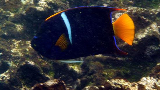 Schnorcheln Insel Floriana
