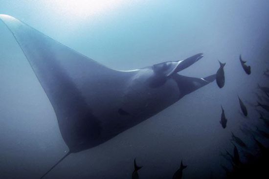Manta - ca. 5 Meter Spannweite