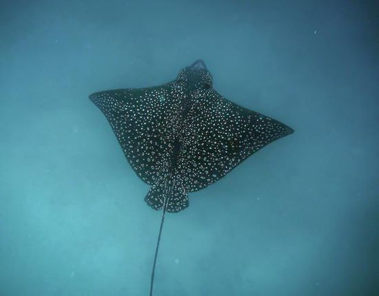 Eagle Ray