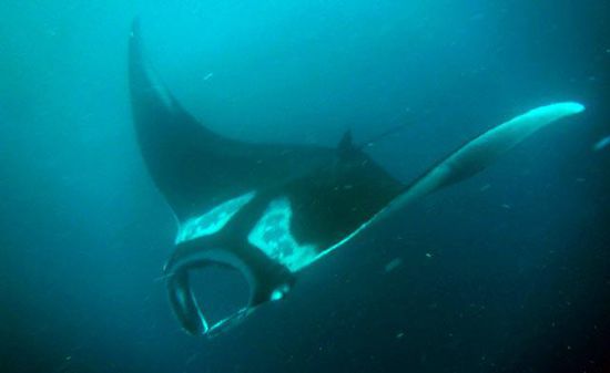 Manta ca. 5 Meter Spannweite