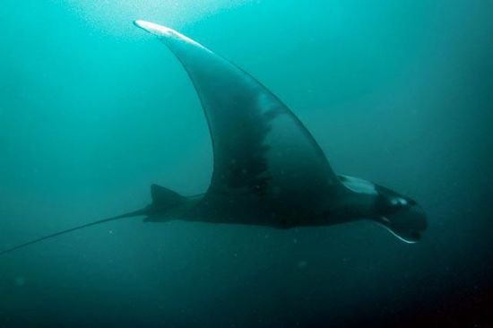 Manta