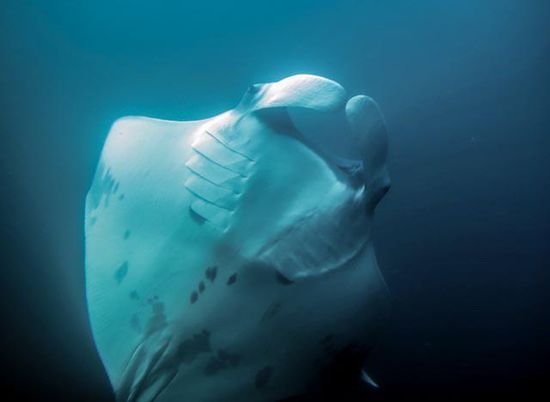 Manta