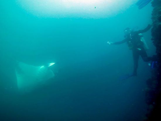 Manta