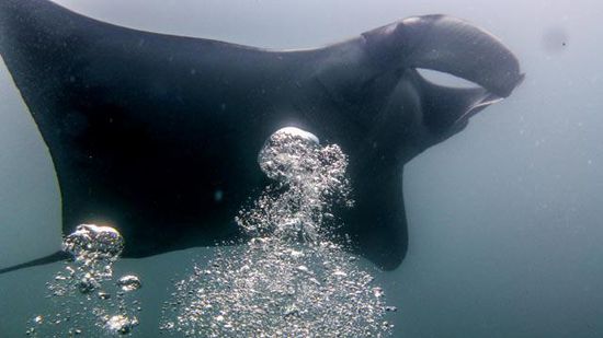 Manta