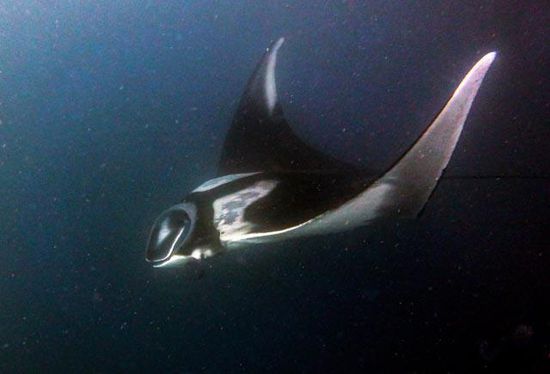 Manta