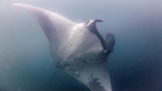 Manta