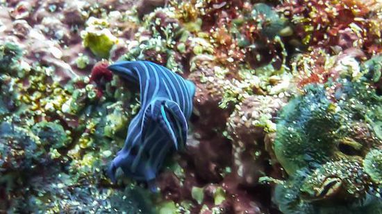 Schnecke