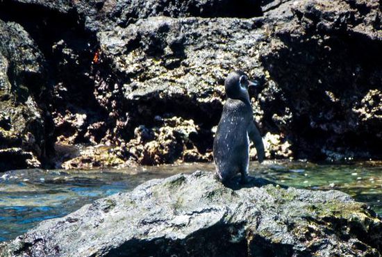 Galapagos Pinguin