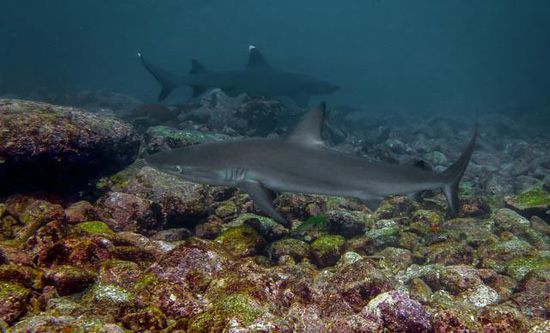 Galapagos Hai - Weisspitzen Riffhai
