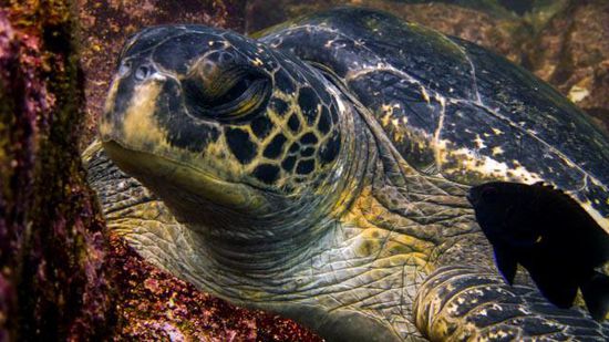 Schildkröte