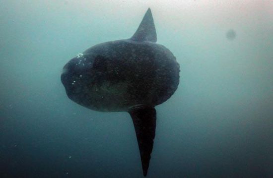 Mola Mola - Mondfisch Durchmesser über 2 Meter
