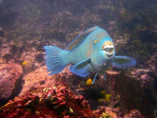 Papageien Fisch
