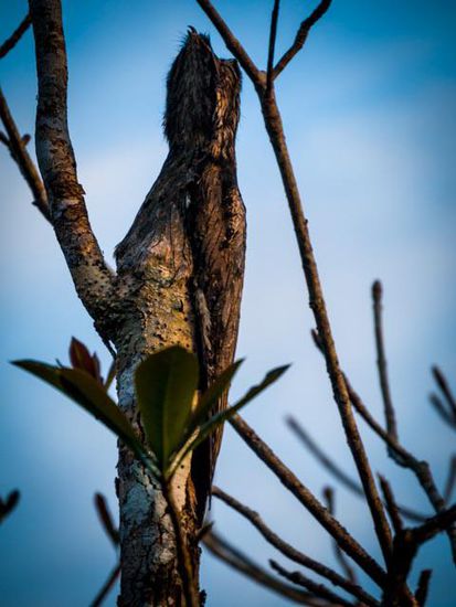 Erkennt Ihr den Vogel? Cuyabeno Nationalpark