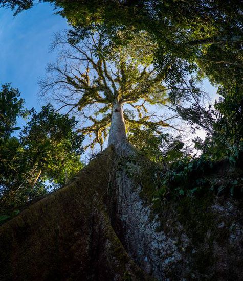 Cuyabeno Nationalpark
