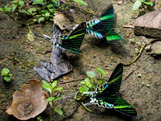 Cuyabeno Nationalpark