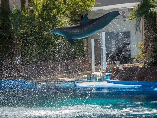 Delfinarium @ Mirage
