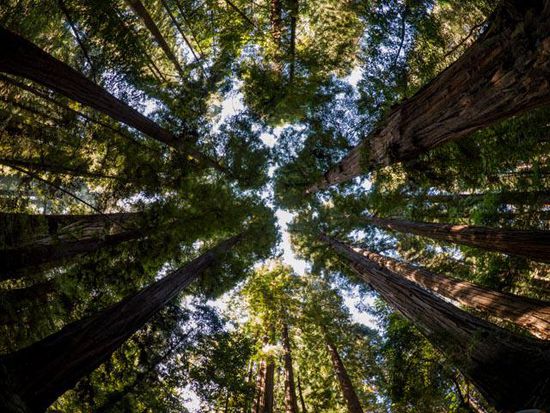 Redwoods State Park