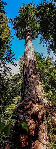 Redwoods State Park