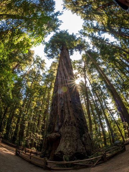 Redwoods State Park