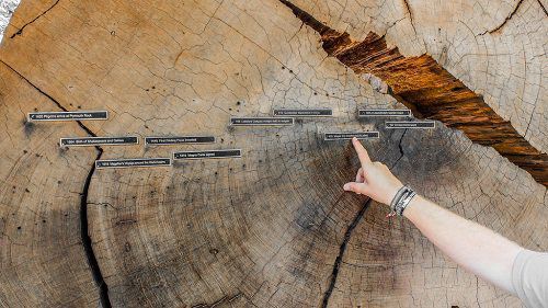 Jahresringe eines Reedwoods Baumes