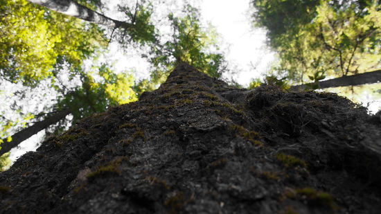 Big Basin Redwoods State Park