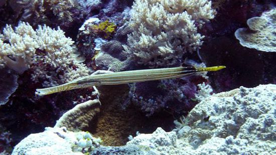 Pipefish