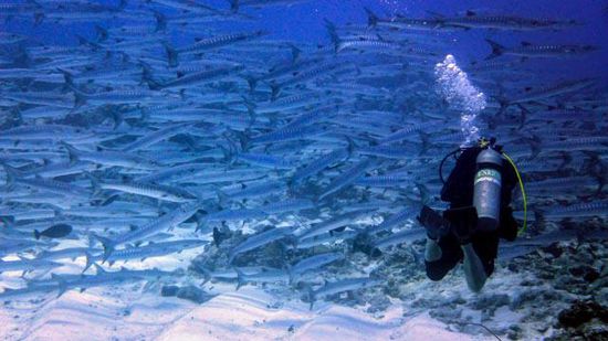 Barracuda Schwarm - Blue Corner