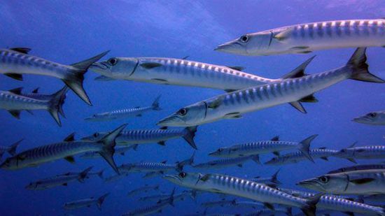 Barracuda Schwarm - Blue Corner